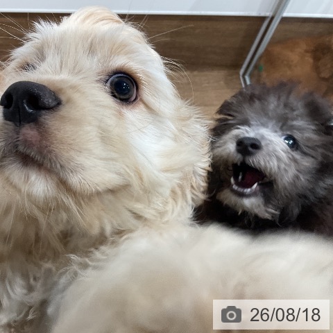 愛知県のトイプードル(トイ) (ペッツワン 東海店/2026年5月6日生まれ/男の子/シルバー)の子犬の3枚目の画像