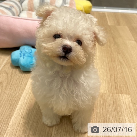 愛知県のトイプードル(トイ) (ペットプラス 則武新町店/2026年5月6日生まれ/女の子/ホワイト)の子犬の3枚目の画像