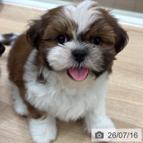 大阪府のシーズー (ペットプラス 鶴見店/2026年5月13日生まれ/男の子/ゴールドホワイト)の子犬の4枚目の画像