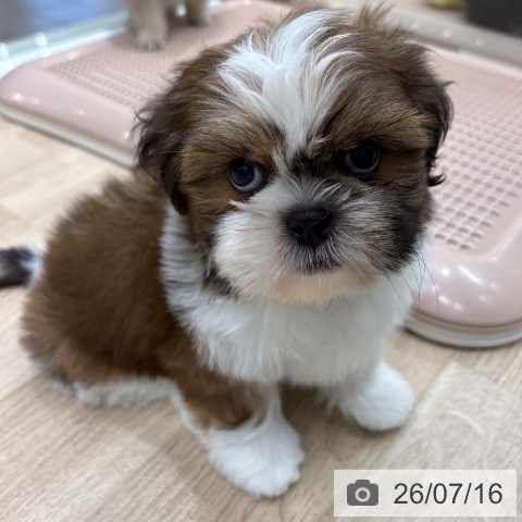 大阪府のシーズー (ペットプラス 鶴見店/2026年5月13日生まれ/男の子/ゴールドホワイト)の子犬の3枚目の画像