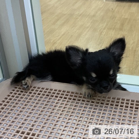愛知県のチワワ(ロング) (ペットプラス ナゴヤドーム前店/2026年5月12日生まれ/男の子/ブラックタン)の子犬の4枚目の画像
