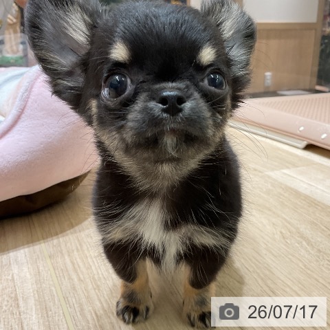 チワワの写真