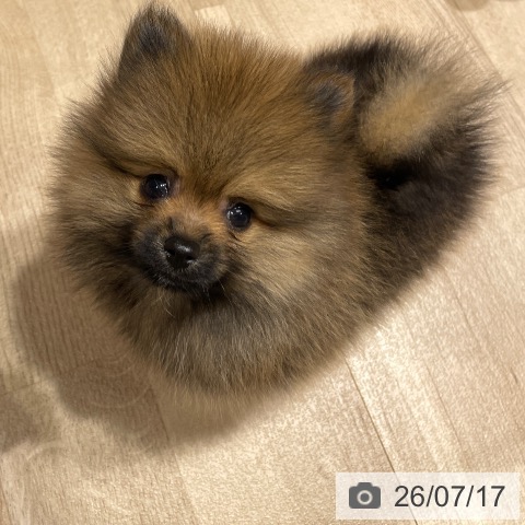 埼玉県のポメラニアン (ペットプラス ららぽーと富士見店/2026年5月13日生まれ/男の子/オレンジ)の子犬の4枚目の画像