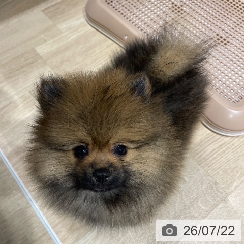 埼玉県のポメラニアン (ペットプラス ららぽーと富士見店/2026年5月13日生まれ/男の子/オレンジ)の子犬の3枚目の画像