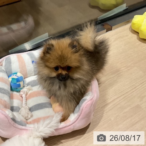 埼玉県のポメラニアン (ペットプラス コクーンシティ店/2026年5月13日生まれ/男の子/オレンジ)の子犬の4枚目の画像