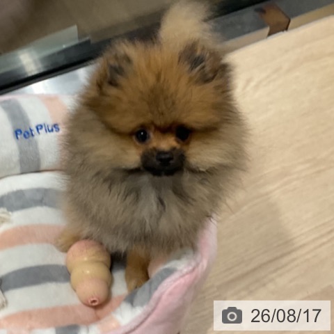 埼玉県のポメラニアン (ペットプラス コクーンシティ店/2026年5月13日生まれ/男の子/オレンジ)の子犬の3枚目の画像