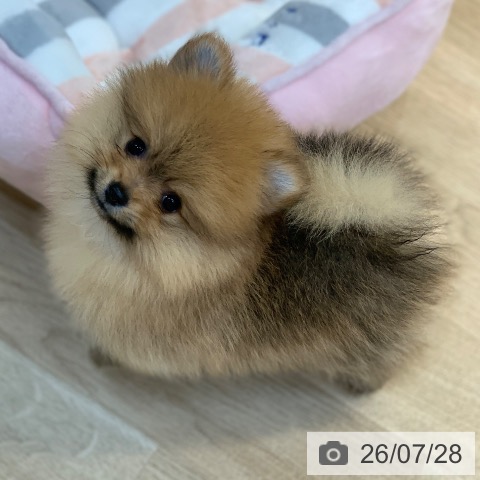 ポメラニアンの写真