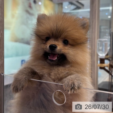 ポメラニアンの写真