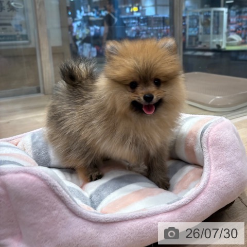 ポメラニアンの写真