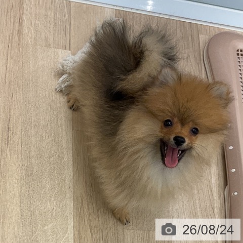 ポメラニアンの写真