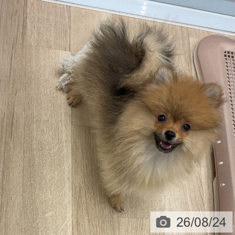 ポメラニアンの写真