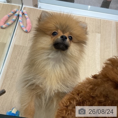 神奈川県のポメラニアン (ペットプラス 天王町店/2026年5月13日生まれ/女の子/オレンジ)の子犬の4枚目の画像