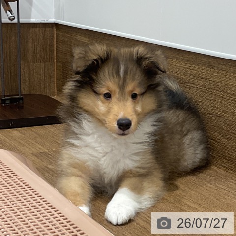 愛知県のシェットランドシープドッグ (ペッツワン 東海店/2026年5月13日生まれ/男の子/セーブルホワイト)の子犬の3枚目の画像