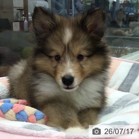 シェットランド・シープドッグの写真