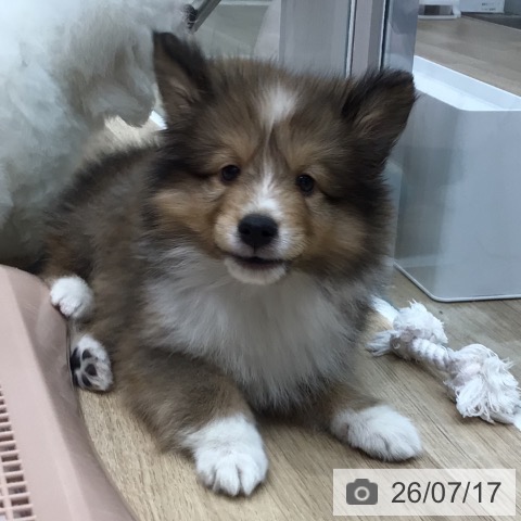 シェットランド・シープドッグの写真