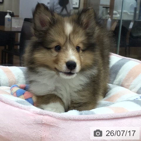 シェットランド・シープドッグの写真