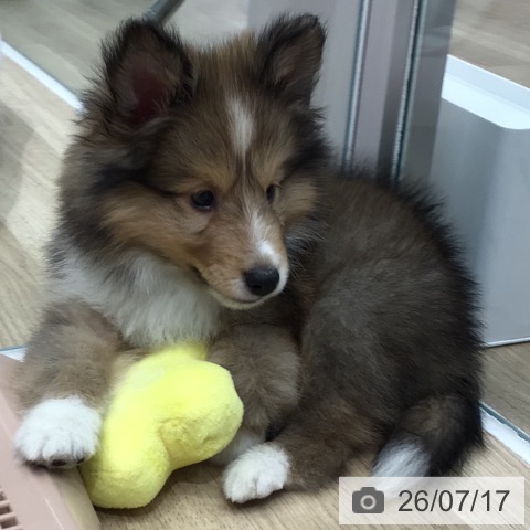 シェットランド・シープドッグの写真
