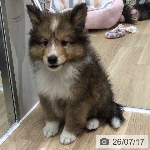 シェットランド・シープドッグの写真