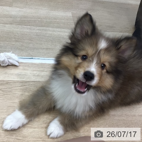 シェットランド・シープドッグの写真