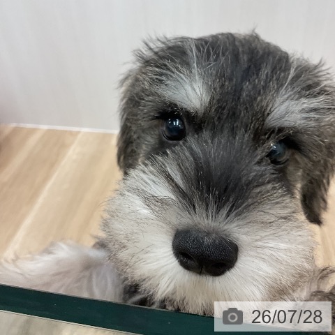愛知県のミニチュアシュナウザー (ペットプラス 熱田店/2026年5月9日生まれ/男の子/ソルトペッパー)の子犬の3枚目の画像