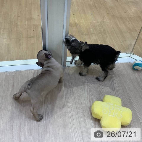 ミニチュア・シュナウザーの写真