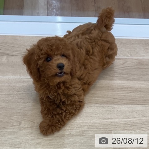 愛知県のトイプードル(トイ) (ペットプラス みなと店/2026年5月15日生まれ/男の子/レッド)の子犬の4枚目の画像