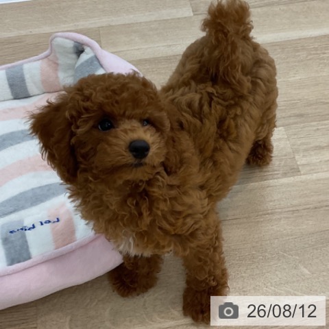 愛知県のトイプードル(トイ) (ペットプラス みなと店/2026年5月15日生まれ/男の子/レッド)の子犬の3枚目の画像