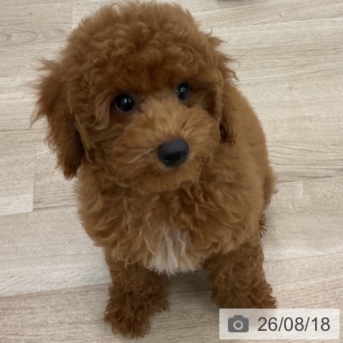 愛知県のトイプードル(トイ) (ペットプラス みなと店/2026年5月15日生まれ/男の子/レッド)の子犬の4枚目の画像