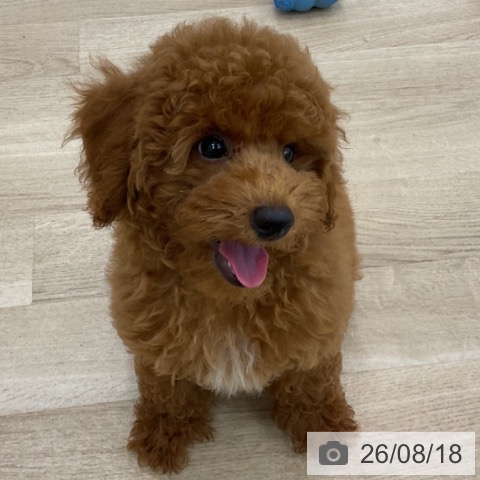 愛知県のトイプードル(トイ) (ペットプラス みなと店/2026年5月15日生まれ/男の子/レッド)の子犬の3枚目の画像