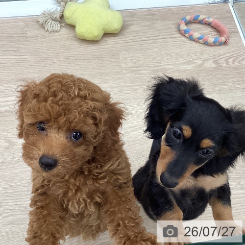 石川県のトイプードル(トイ) (ペットプラス 白山店/2026年5月15日生まれ/女の子/レッド)の子犬の3枚目の画像