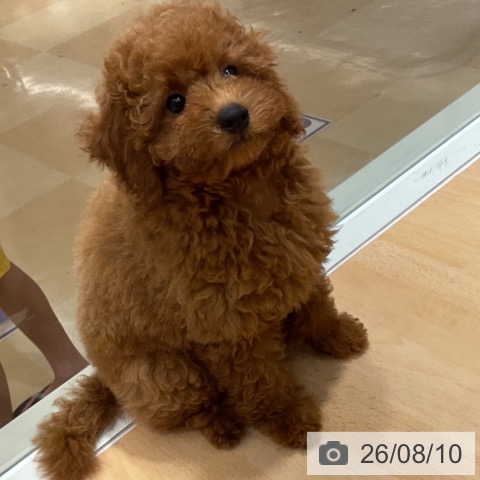 石川県のトイプードル(トイ) (ペットプラス 新小松店/2026年5月15日生まれ/女の子/レッド)の子犬の4枚目の画像