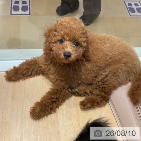 石川県のトイプードル(トイ) (ペットプラス 新小松店/2026年5月15日生まれ/女の子/レッド)の子犬の3枚目の画像