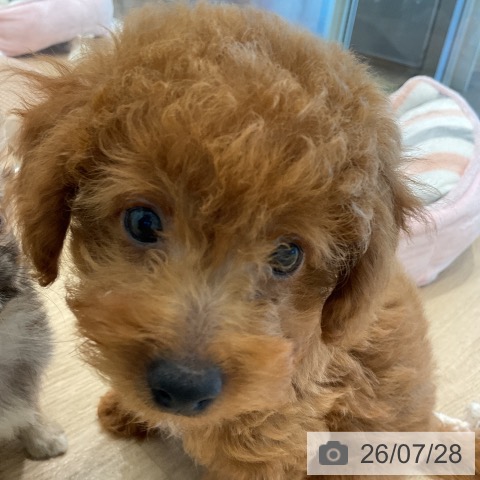 愛知県のトイプードル(トイ) (ペットプラス 熱田店/2026年5月15日生まれ/女の子/レッド)の子犬の3枚目の画像