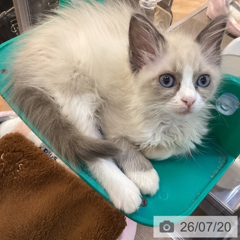 京都府のラグドール (ペットプラス イオンモールKYOTO店/2026年5月14日生まれ/女の子/ブルーポイントバイカラー)の子猫の4枚目の画像