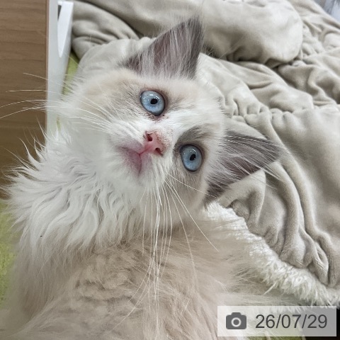 ラグドールの写真