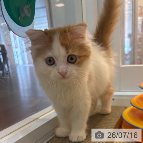 京都府のスコティッシュフォールド (ペットプラス イオンモールKYOTO店/2026年5月13日生まれ/男の子/レッドタビーホワイト)の子猫の3枚目の画像