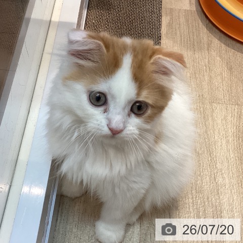 京都府のスコティッシュフォールド (ペットプラス イオンモールKYOTO店/2026年5月13日生まれ/男の子/レッドタビーホワイト)の子猫の3枚目の画像
