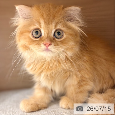 スコティッシュフォールドの写真