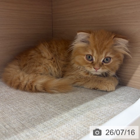 大阪府のスコティッシュフォールド (ペットプラス イオン大日店/2026年5月13日生まれ/男の子/レッドタビー)の子猫の4枚目の画像