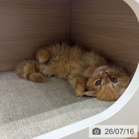 大阪府のスコティッシュフォールド (ペットプラス イオン大日店/2026年5月13日生まれ/男の子/レッドタビー)の子猫の3枚目の画像