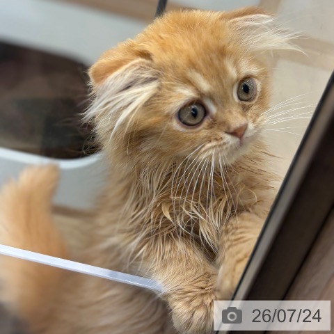 大阪府のスコティッシュフォールド (ペットプラス イオン大日店/2026年5月13日生まれ/男の子/レッドタビー)の子猫の3枚目の画像