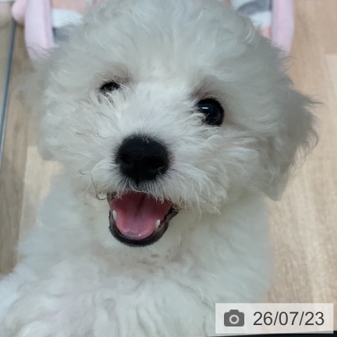 愛知県のビションフリーゼ (ペットプラス 豊田店/2026年5月10日生まれ/男の子/ホワイト)の子犬の3枚目の画像