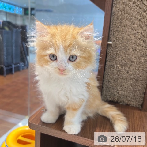 大阪府のラガマフィン (ペットプラス 四條畷店/2026年5月13日生まれ/男の子/レッドタビーホワイト)の子猫の4枚目の画像