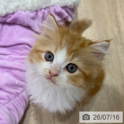 大阪府のラガマフィン (ペットプラス 四條畷店/2026年5月13日生まれ/男の子/レッドタビーホワイト)の子猫の3枚目の画像