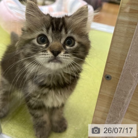 ラガマフィンの写真