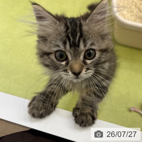 ラガマフィンの写真