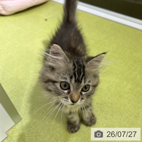 ラガマフィンの写真