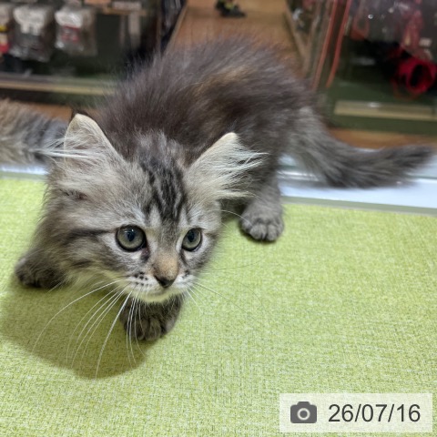 京都府のラガマフィン (ペットプラス 京都桂川店/2026年5月3日生まれ/女の子/ブラウンパッチドタビー)の子猫の4枚目の画像