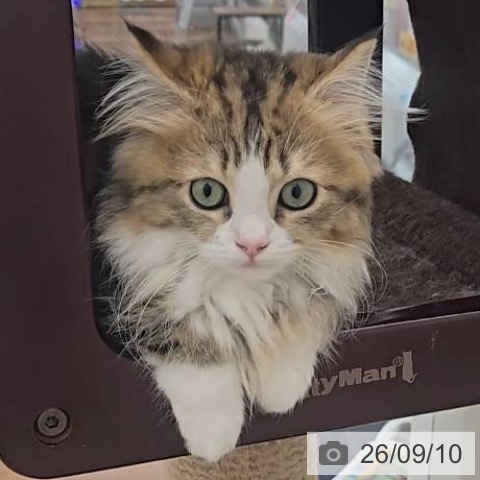 ラガマフィンの写真