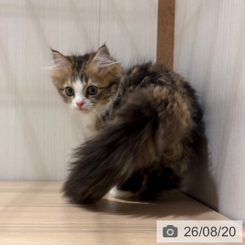 大阪府のラガマフィン (ペットプラス 鶴見店/2026年5月9日生まれ/女の子/ブラウンパッチドタビーホワイト)の子猫の4枚目の画像